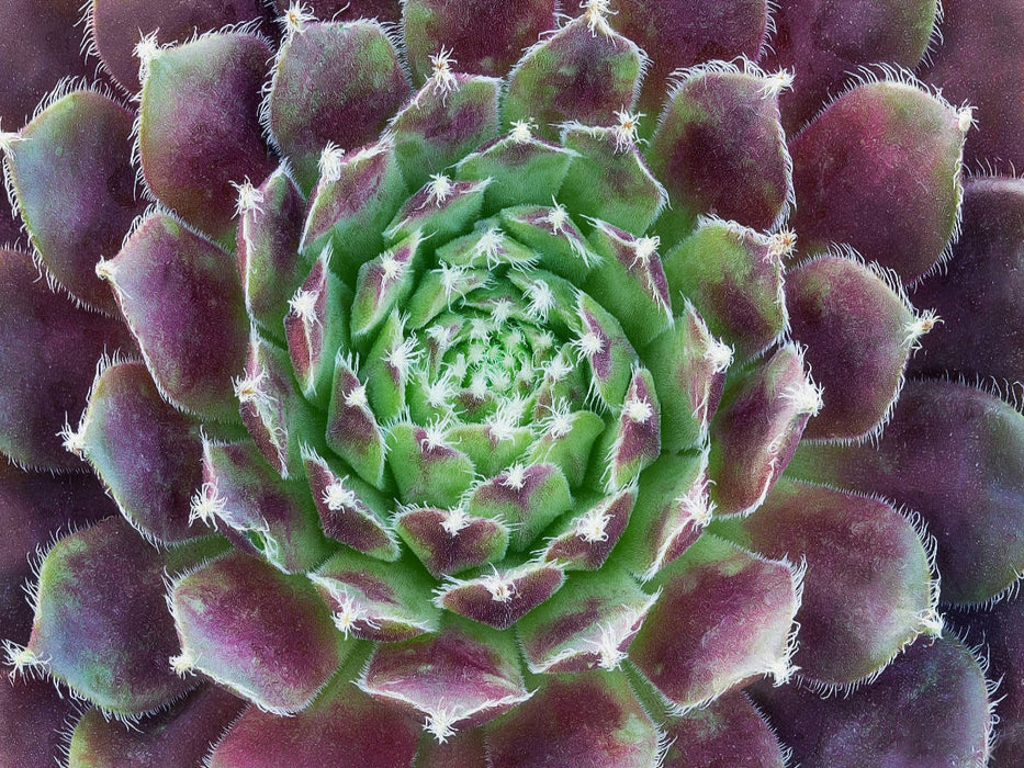 Ein Motiv aus dem Kalender Sukkulenten Galerie - CALVENDO Foto-Puzzle'