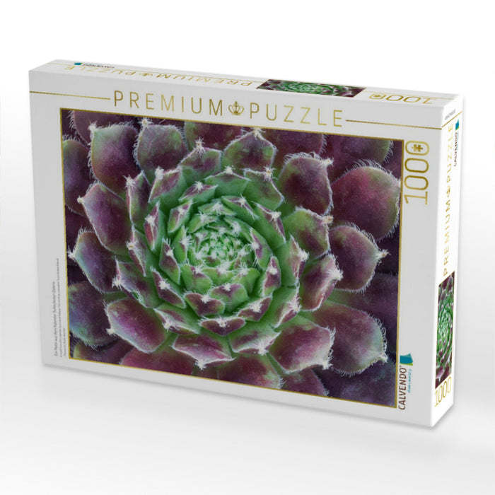 Ein Motiv aus dem Kalender Sukkulenten Galerie - CALVENDO Foto-Puzzle'