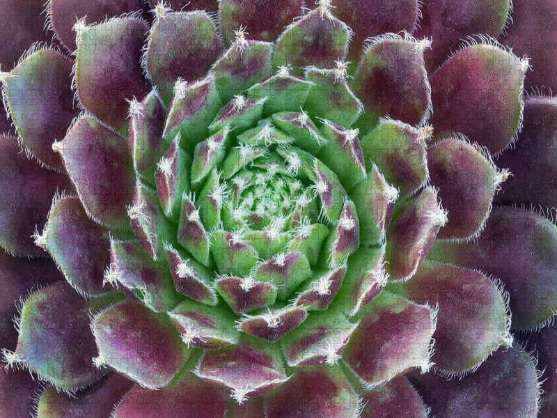 Ein Motiv aus dem Kalender Sukkulenten Galerie - CALVENDO Foto-Puzzle'