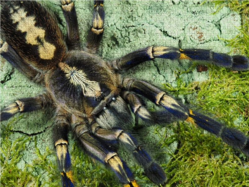 Poecilotheria metallica, Pocock, 1899 1000 Teile Puzzle quer - CALVENDO Foto-Puzzle'