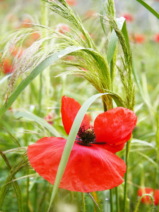 Rote Mohnblume - CALVENDO Foto-Puzzle'