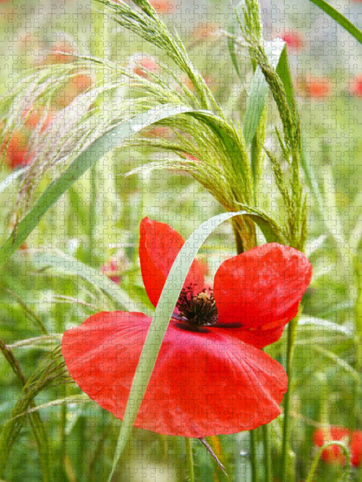 Rote Mohnblume - CALVENDO Foto-Puzzle'