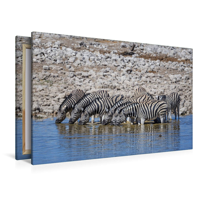 Premium Textil-Leinwand Zebras