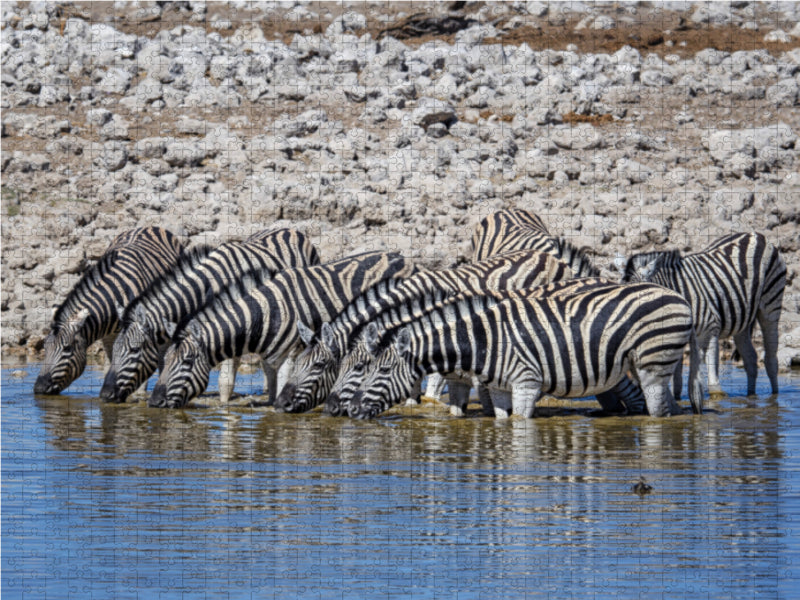 Zebras - CALVENDO photo puzzle 