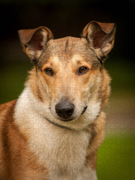 Loki - CALVENDO Foto-Puzzle'