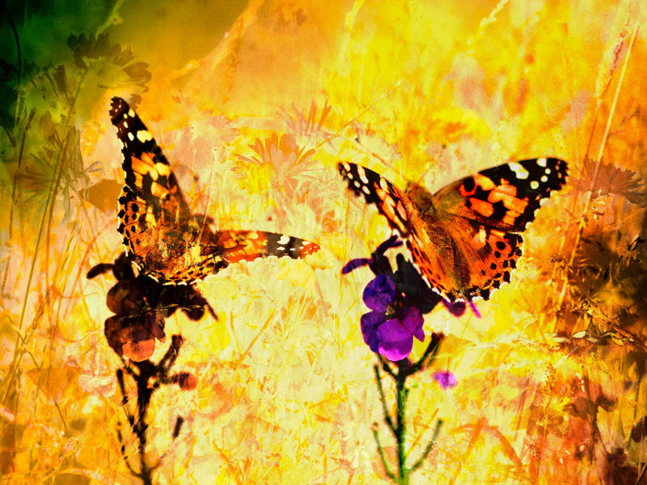 Ein Motiv aus dem Kalender Schmetterlings-ART - CALVENDO Foto-Puzzle'