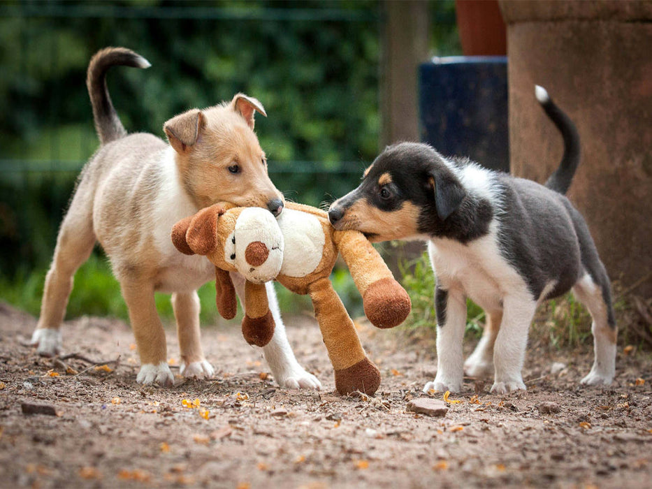 Kurzhaarcollie-Welpen - CALVENDO Foto-Puzzle'