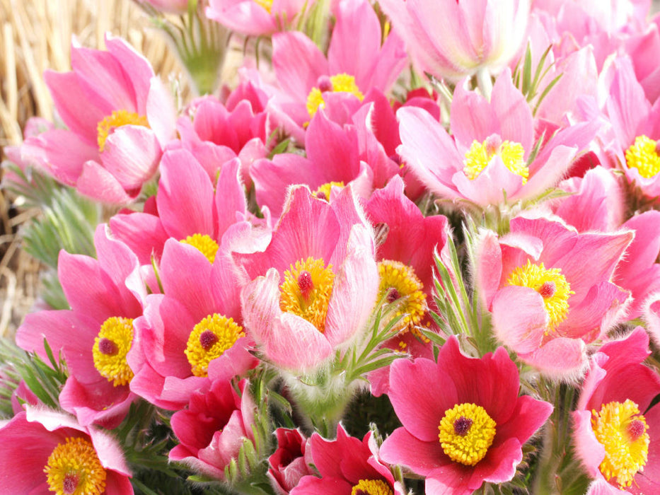Küchenschellen, Pulsatilla - CALVENDO Foto-Puzzle'