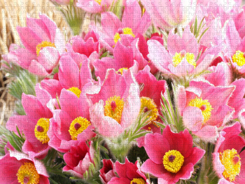 Küchenschellen, Pulsatilla - CALVENDO Foto-Puzzle'