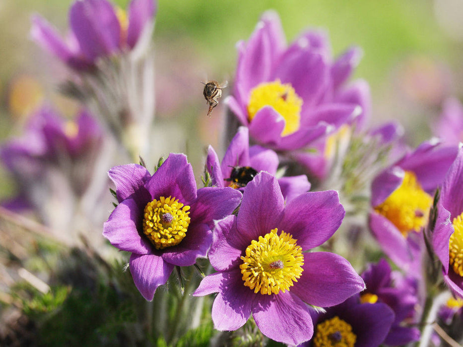 Lila Küchenschellen, Pulsatilla - CALVENDO Foto-Puzzle'