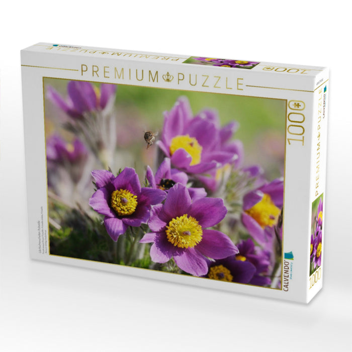 Lila Küchenschellen, Pulsatilla - CALVENDO Foto-Puzzle'