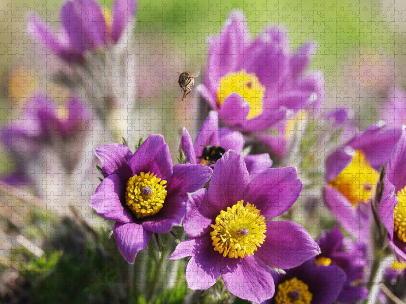 Lila Küchenschellen, Pulsatilla - CALVENDO Foto-Puzzle'