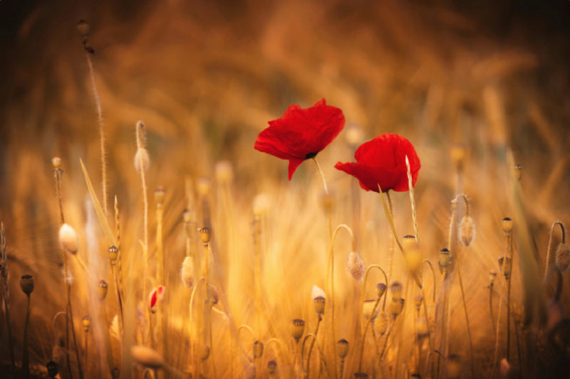 Premium Textil-Leinwand Mohnblumen im Abendlicht