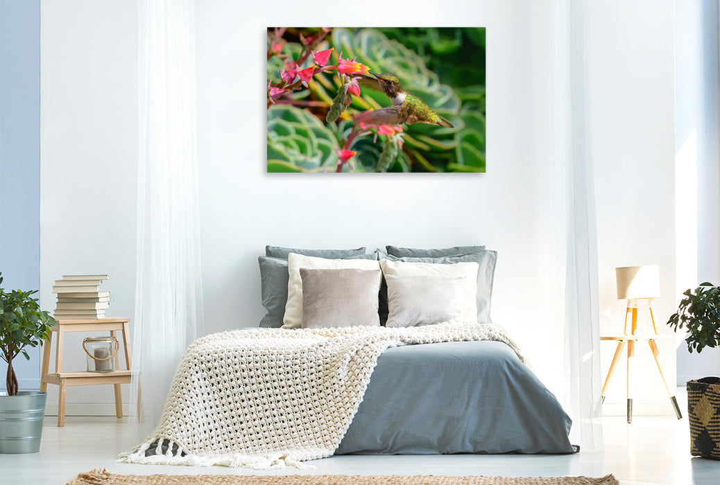 Premium textile canvas Premium textile canvas 120 cm x 80 cm landscape Volcanic elf on an Echeveria, Costa Rica 