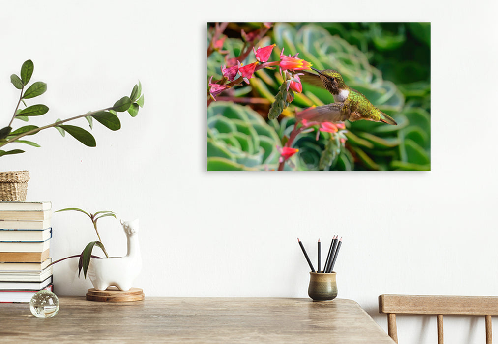 Premium textile canvas Premium textile canvas 120 cm x 80 cm landscape Volcanic elf on an Echeveria, Costa Rica 