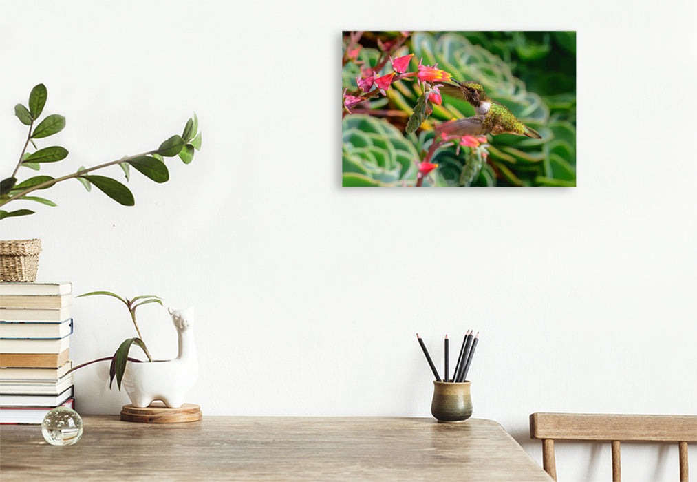 Premium textile canvas Premium textile canvas 120 cm x 80 cm landscape Volcanic elf on an Echeveria, Costa Rica 