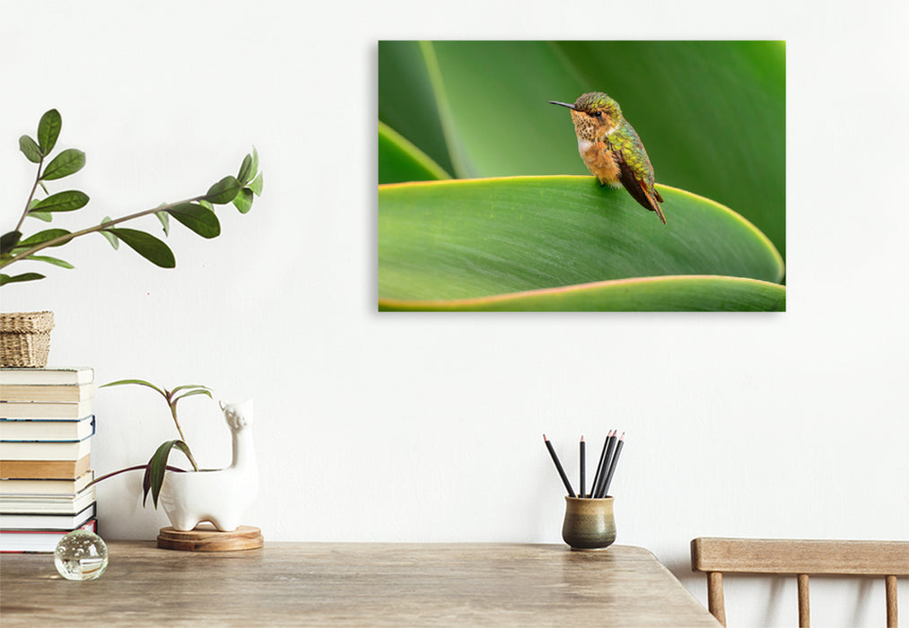 Premium textile canvas Premium textile canvas 120 cm x 80 cm landscape Volcanic elf sitting on a leaf, Costa Rica 