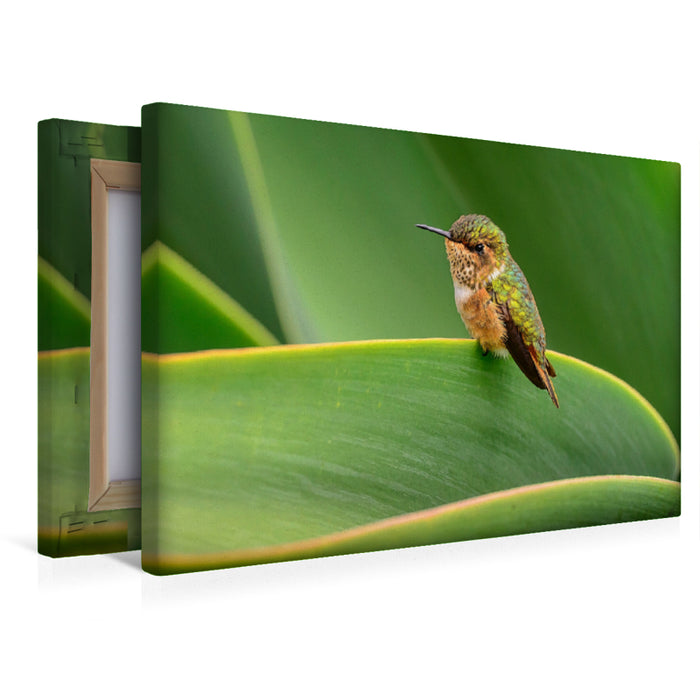 Premium Textil-Leinwand Vulkanelfe auf einem Blatt sitzend, Costa Rica