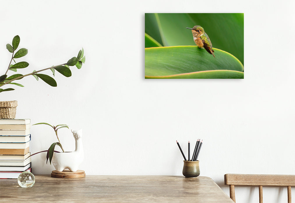 Premium textile canvas Premium textile canvas 120 cm x 80 cm landscape Volcanic elf sitting on a leaf, Costa Rica 