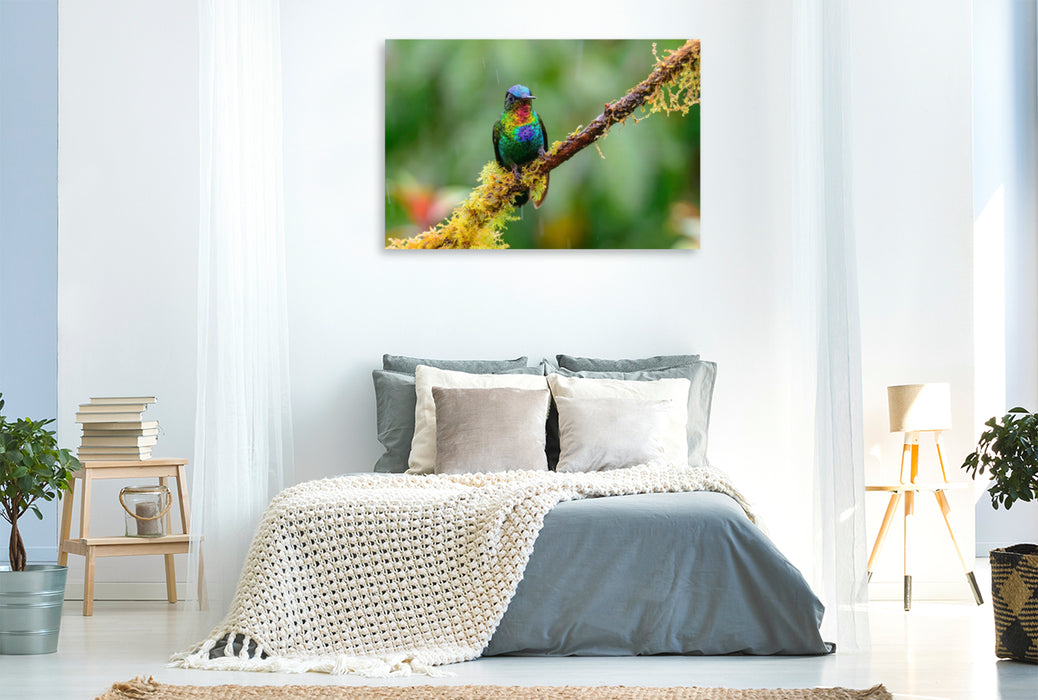 Premium textile canvas Premium textile canvas 120 cm x 80 cm landscape Fire-throated Hummingbird, Costa Rica 