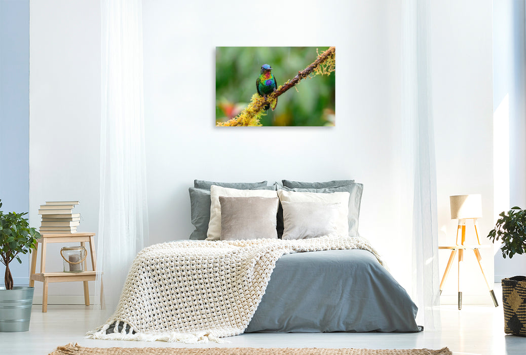 Premium textile canvas Premium textile canvas 120 cm x 80 cm landscape Fire-throated Hummingbird, Costa Rica 