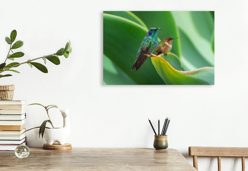 Premium textile canvas Premium textile canvas 120 cm x 80 cm landscape Small violet-eared hummingbird, behind it volcano elf, Costa Rica 
