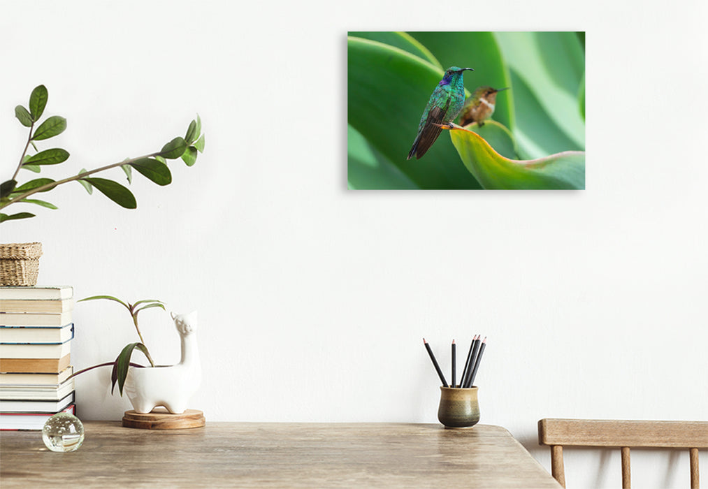 Premium textile canvas Premium textile canvas 120 cm x 80 cm landscape Small violet-eared hummingbird, behind it volcano elf, Costa Rica 