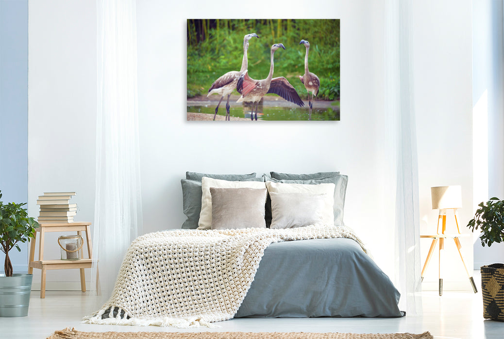 Premium Textil-Leinwand Premium Textil-Leinwand 120 cm x 80 cm quer Flamingo Jungvögel machen Lärm