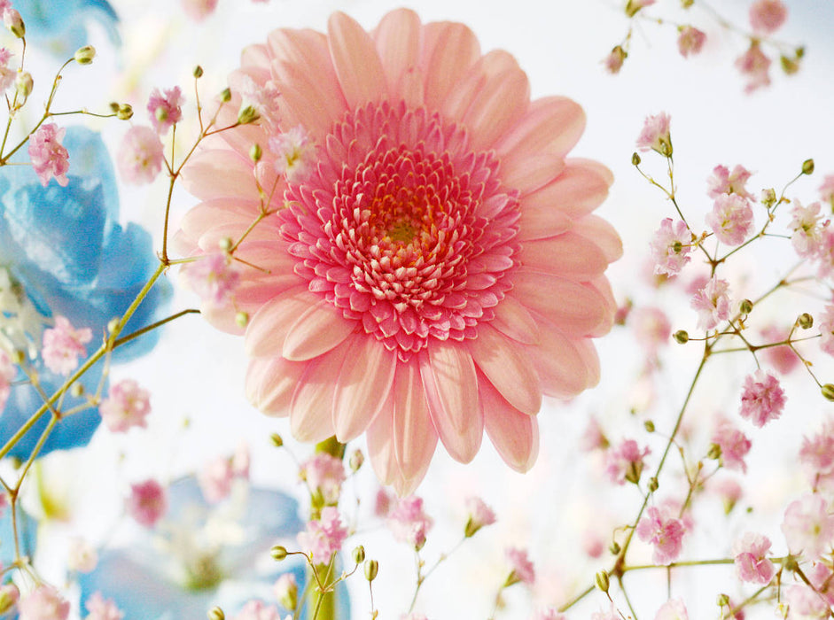 Gerbera und Schleierkraut - CALVENDO Foto-Puzzle'