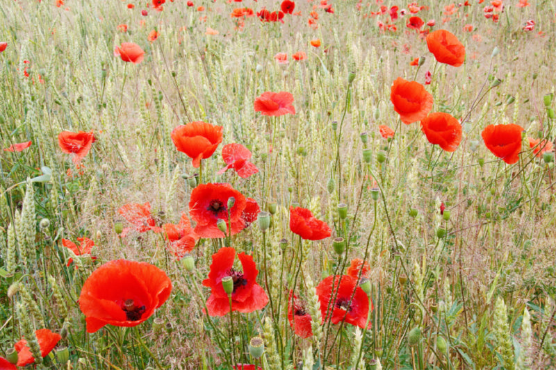 Premium Textil-Leinwand Klatschmohn