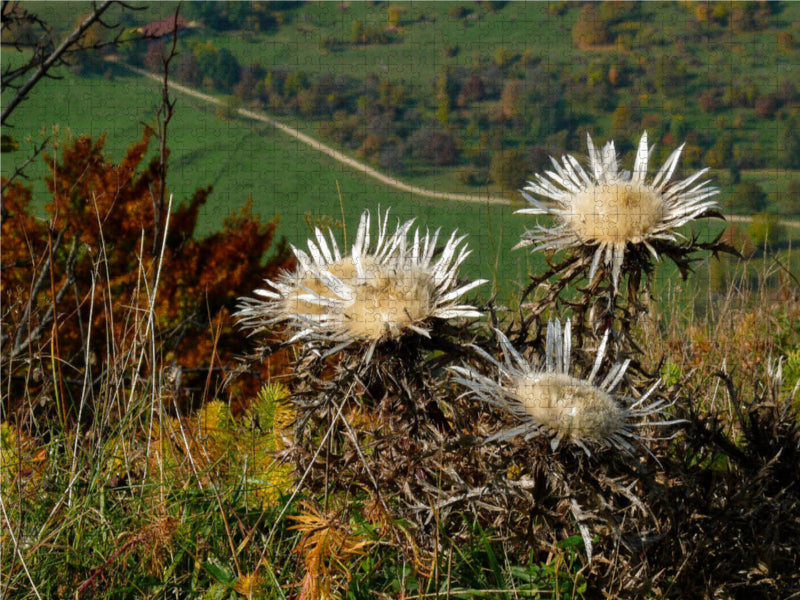 Silberdisteln vor dem Abgrund am Breitenstein bei Ochsenwang 1000 Teile Puzzle quer - CALVENDO Foto-Puzzle'