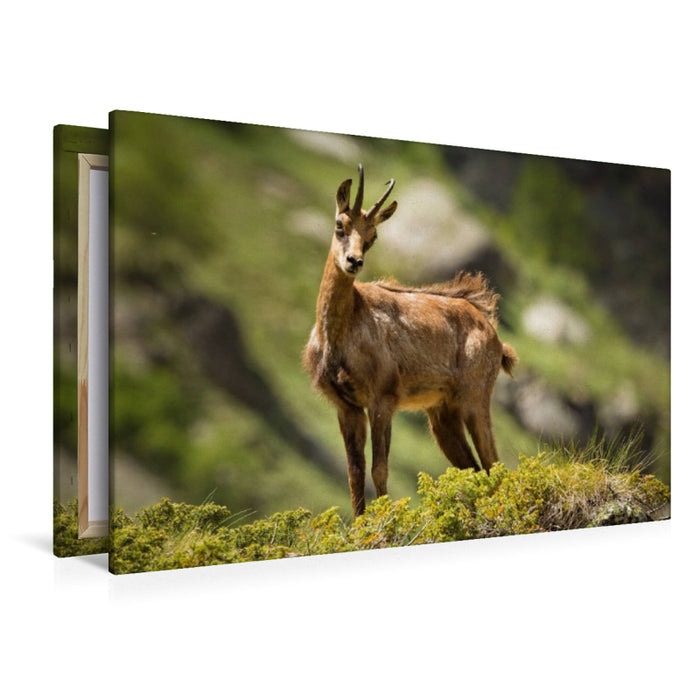 Premium Textil-Leinwand Gämse