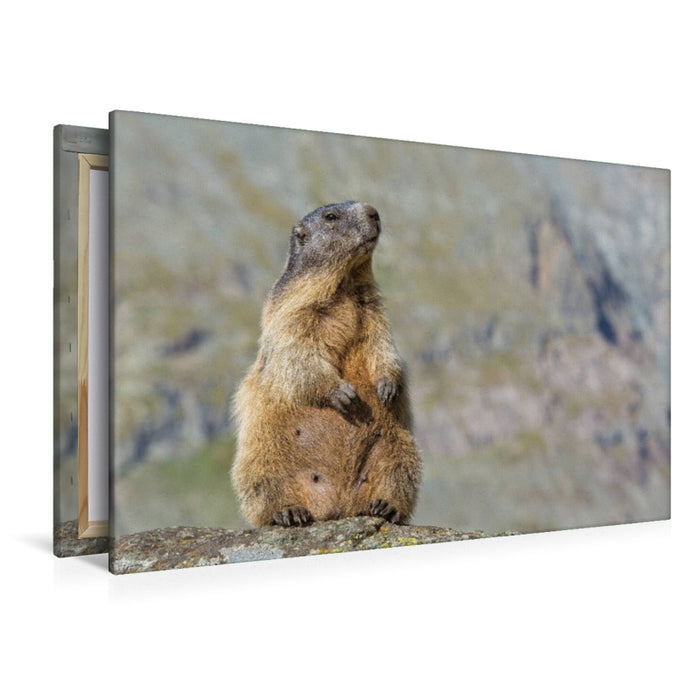 Premium Textil-Leinwand Murmeltier