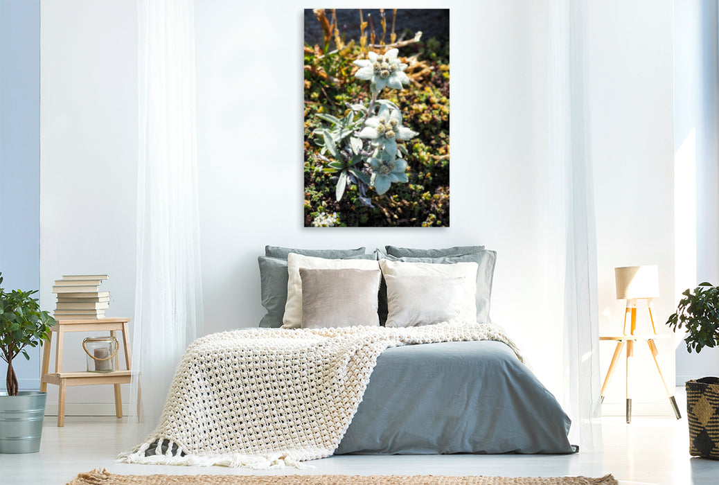 Premium Textil-Leinwand Premium Textil-Leinwand 80 cm x 120 cm  hoch Edelweiß Ein Motiv aus dem Kalender Flora der Alpen