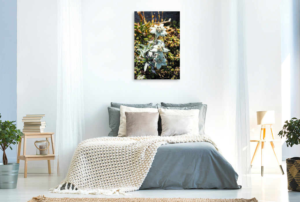 Premium Textil-Leinwand Premium Textil-Leinwand 80 cm x 120 cm  hoch Edelweiß Ein Motiv aus dem Kalender Flora der Alpen
