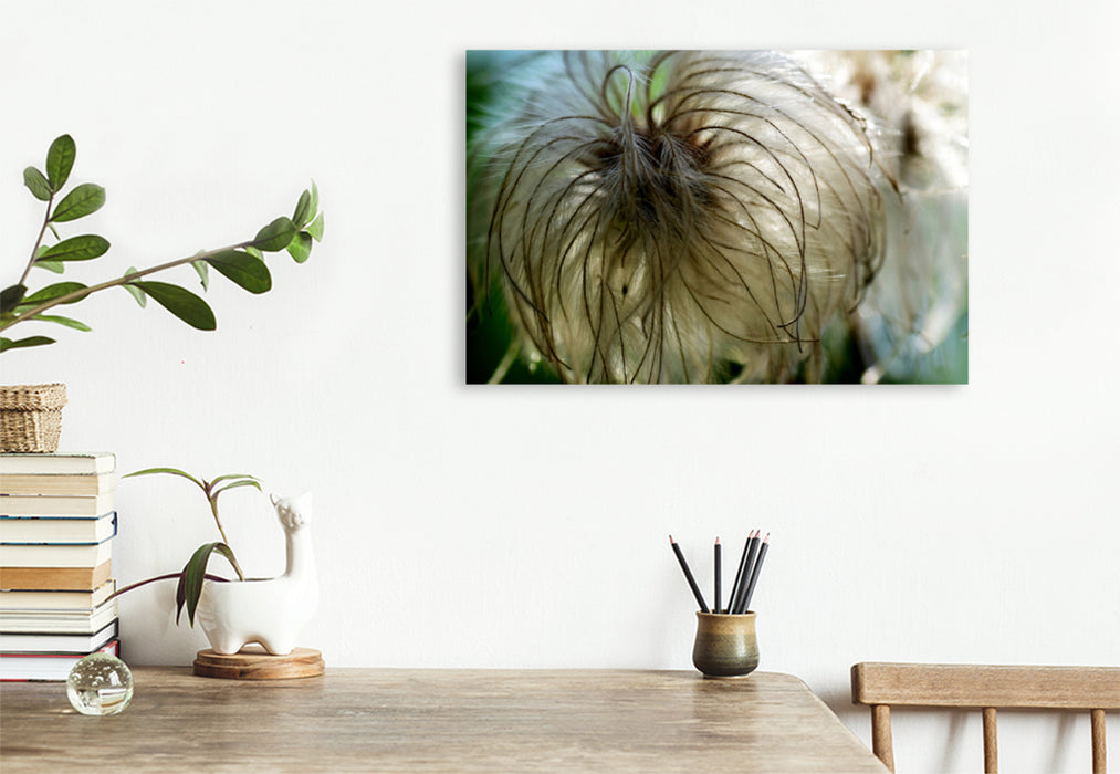 Premium textile canvas Premium textile canvas 120 cm x 80 cm landscape Delicate, fluffy clematis. 