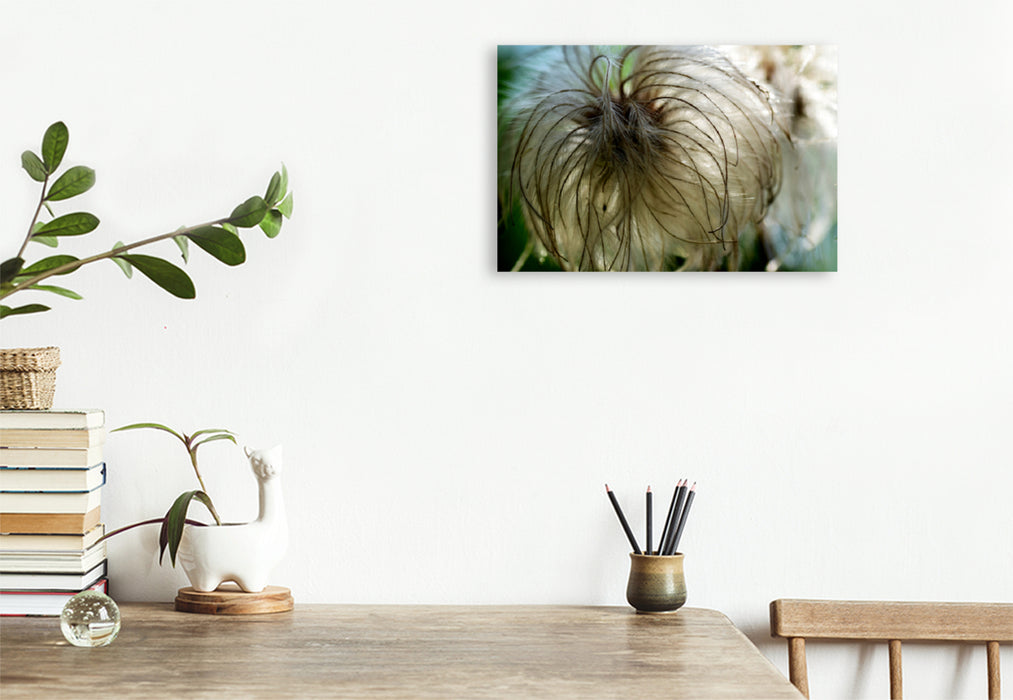 Premium textile canvas Premium textile canvas 120 cm x 80 cm landscape Delicate, fluffy clematis. 