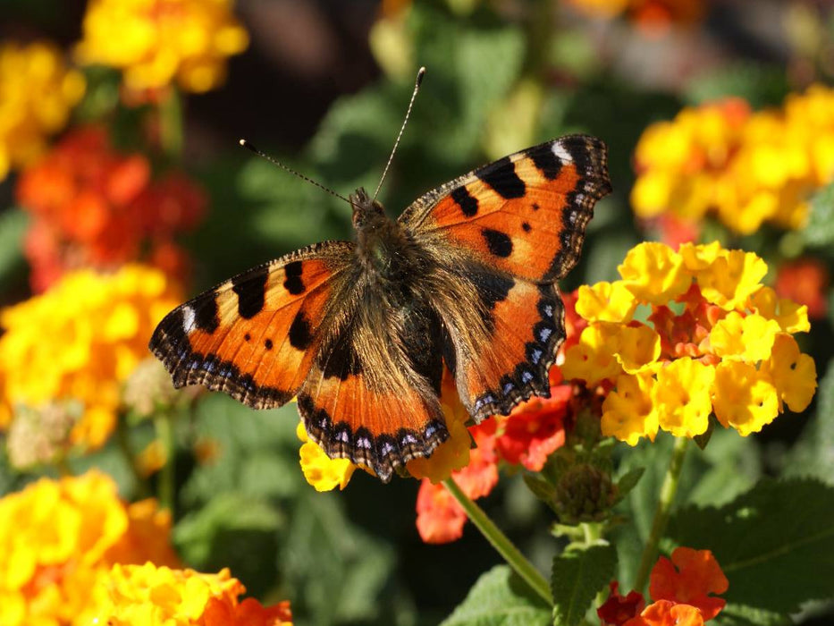 Kleiner Fuchs auf Lantana - CALVENDO Foto-Puzzle'