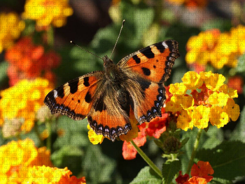 Kleiner Fuchs auf Lantana - CALVENDO Foto-Puzzle'