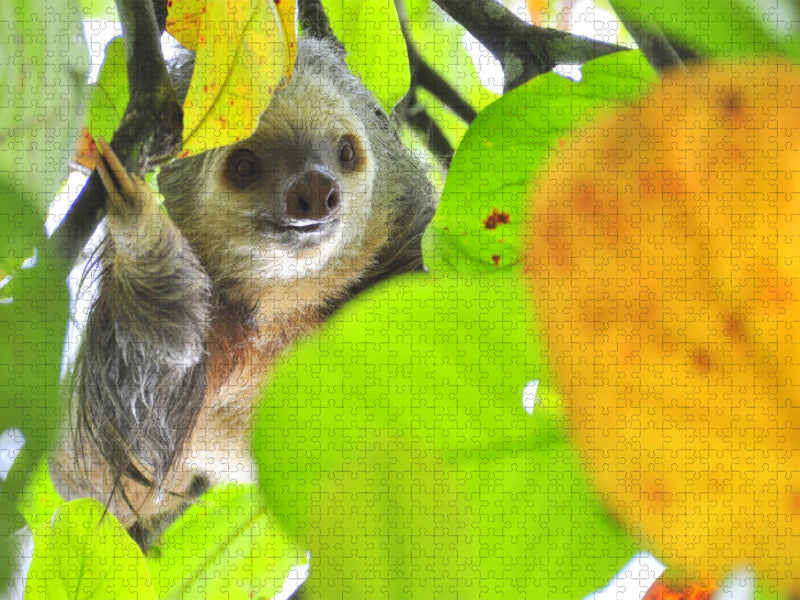Huhu! Wo bin ich? - CALVENDO Foto-Puzzle'