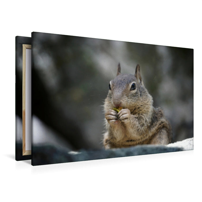 Premium Textil-Leinwand Eichhörnchen
