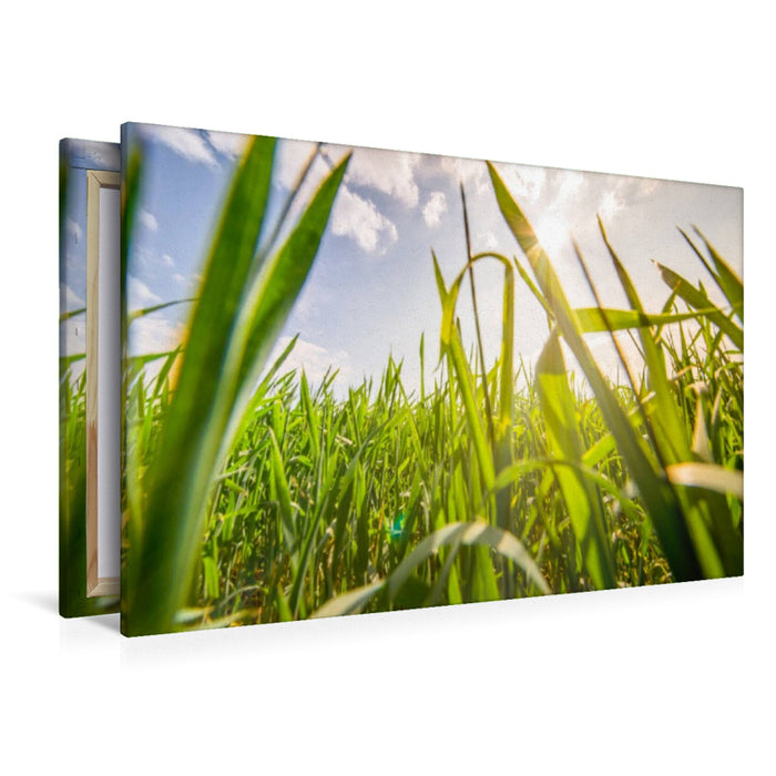 Premium Textil-Leinwand Grüne Gräser