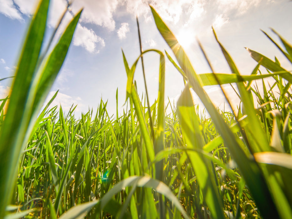 Green grasses - CALVENDO photo puzzle 