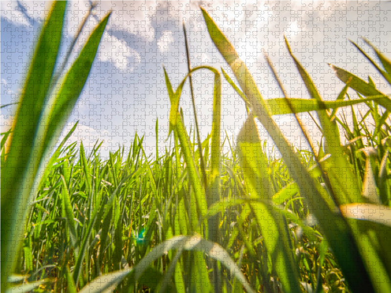 Green grasses - CALVENDO photo puzzle 