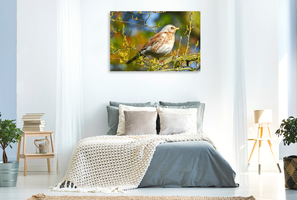 Premium Textil-Leinwand Premium Textil-Leinwand 120 cm x 80 cm quer Ein Motiv aus dem Kalender Vogelkalender
