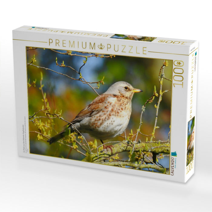 Ein Motiv aus dem Kalender Vogelkalender - CALVENDO Foto-Puzzle'