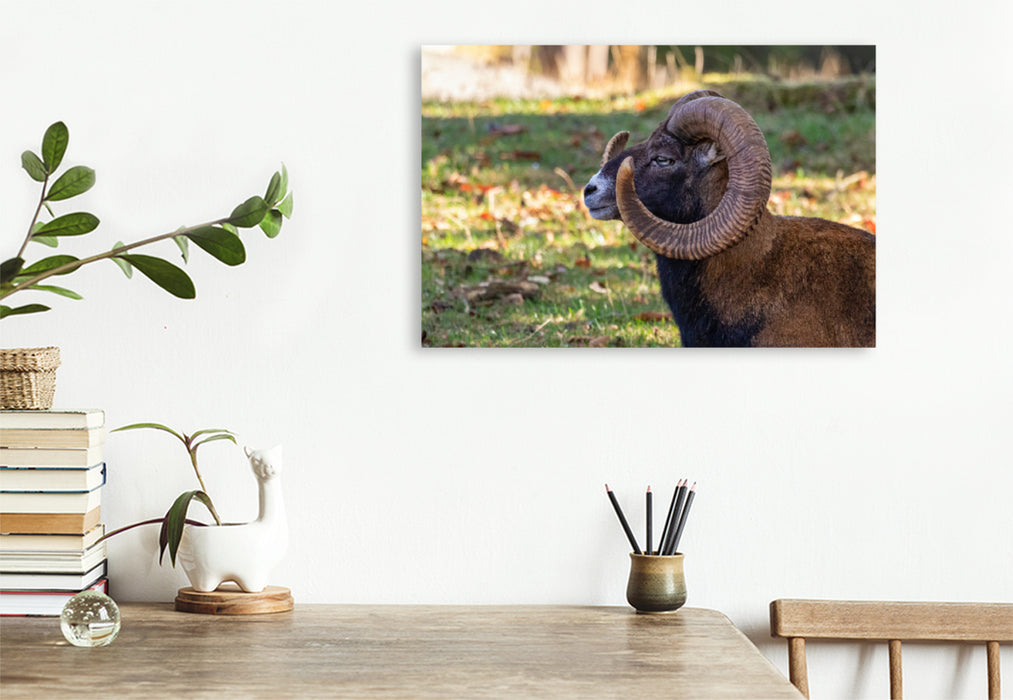 Premium textile canvas Premium textile canvas 120 cm x 80 cm across mouflon 