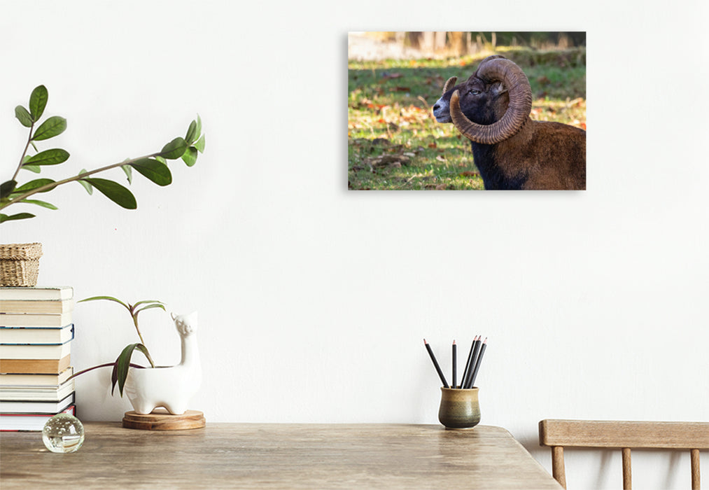 Premium textile canvas Premium textile canvas 120 cm x 80 cm across mouflon 