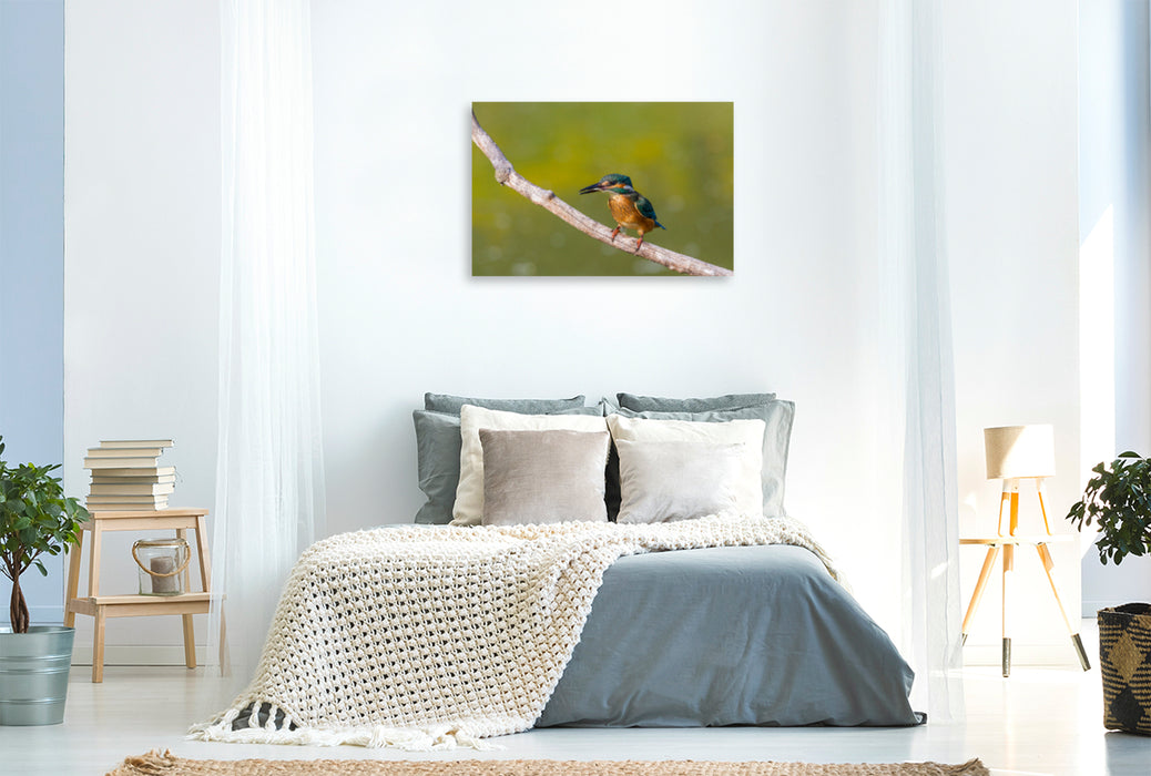 Premium textile canvas Premium textile canvas 120 cm x 80 cm landscape European kingfisher (Alcedo atthis) 