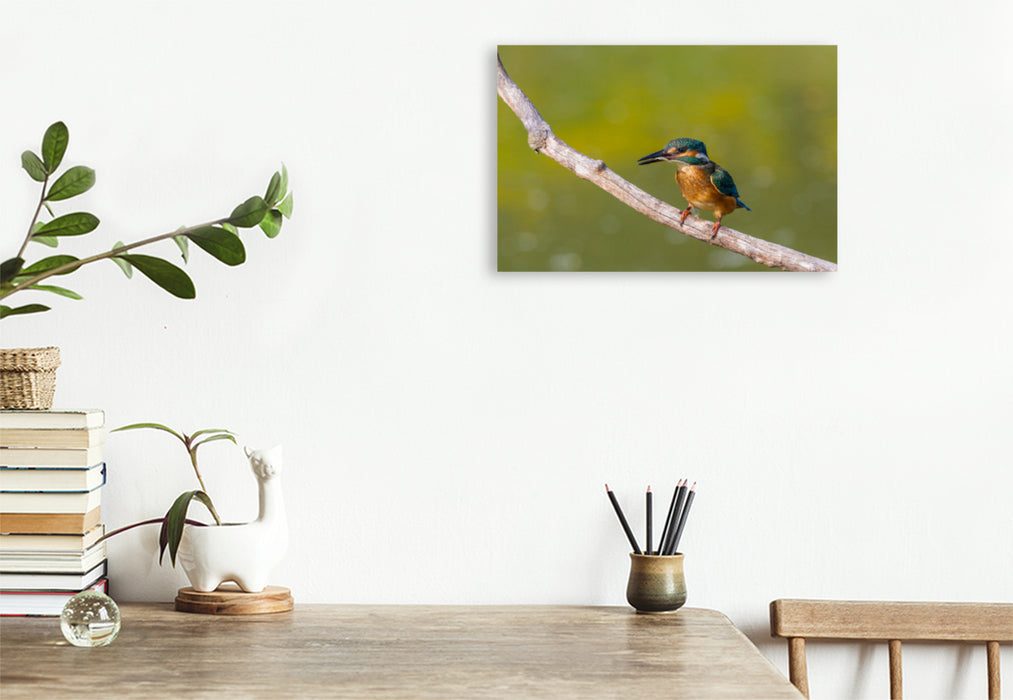 Premium textile canvas Premium textile canvas 120 cm x 80 cm landscape European kingfisher (Alcedo atthis) 